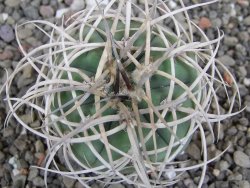 Gymnocalycium cardenasianum JO 604 pot 5,5 cm - 12410383