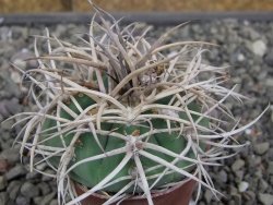 Gymnocalycium cardenasianum JO 604 pot 5,5 cm - 12410384