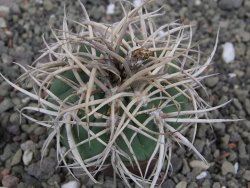 Gymnocalycium cardenasianum JO 604 pot 5,5 cm - 12410386