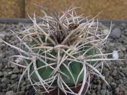 Gymnocalycium cardenasianum JO 604 pot 5,5 cm - 12410387