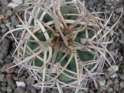 Gymnocalycium cardenasianum JO 604 pot 5,5 cm - 12410389