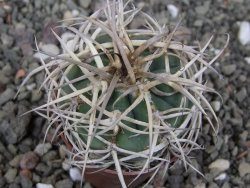Gymnocalycium cardenasianum JO 604 pot 5,5 cm - 12410390