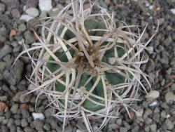 Gymnocalycium cardenasianum JO 604 pot 5,5 cm - 12410391