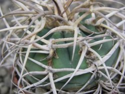 Gymnocalycium cardenasianum JO 604 pot 5,5 cm - 12410392