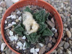 Ariocarpus fissuratus hintonii Matehuala pot 5,5 cm Cites IA