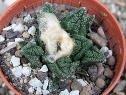 Ariocarpus fissuratus hintonii Matehuala pot 5,5 cm Cites IA - 12410395