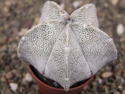 Astrophytum coahuilense snow (Super coahuilense) pot 5,5 cm - 12410401