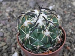 Coryphantha tripugionacantha PP1012 Tepetatita Zac. pot 5,5 cm