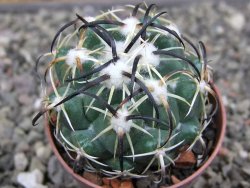 Coryphantha tripugionacantha PP1012 Tepetatita Zac. pot 5,5 cm - 12410411