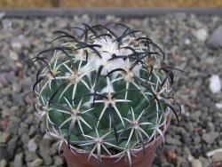 Coryphantha tripugionacantha PP1012 Tepetatita Zac. pot 5,5 cm