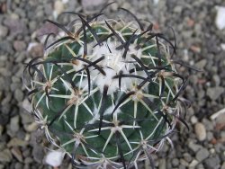 Coryphantha tripugionacantha PP1012 Tepetatita Zac. pot 5,5 cm - 12410414