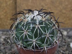 Coryphantha tripugionacantha PP1012 Tepetatita Zac. pot 5,5 cm - 12410416