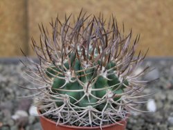 Pyrhocactus bulbocalyx, pot 5,5 cm - 12410418