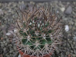 Pyrhocactus bulbocalyx, pot 5,5 cm - 12410419