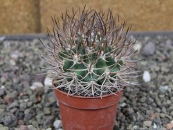 Pyrhocactus bulbocalyx, pot 5,5 cm - 12410420