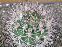 Pyrhocactus bulbocalyx, pot 7 cm - 12410422