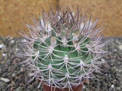 Pyrhocactus bulbocalyx, pot 7 cm