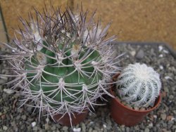 Pyrhocactus bulbocalyx, pot 7 cm - 12410426