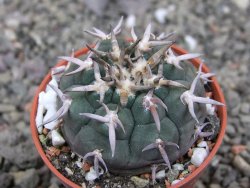 Gymnocalycium spegazzinii unguispinum SL 44b, pot 5,5 cm - 12410436