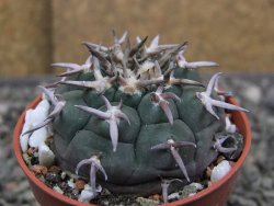 Gymnocalycium spegazzinii unguispinum SL 44b, pot 5,5 cm - 12410437