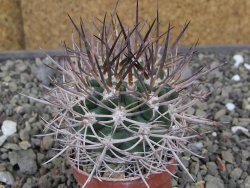 Pyrhocactus bulbocalyx, pot 5,5 cm - 12410438