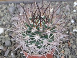 Pyrhocactus bulbocalyx, pot 5,5 cm - 12410439