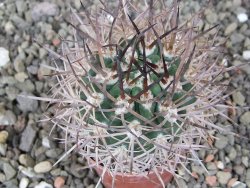 Pyrhocactus bulbocalyx, pot 5,5 cm - 12410440