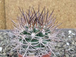 Pyrhocactus bulbocalyx, pot 5,5 cm