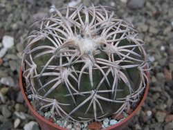 Gymnocalycium spegazzinii punillaense Tom 06-81/1 El Obelisco, pot 6,5 cm