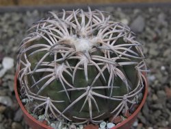 Gymnocalycium spegazzinii punillaense Tom 06-81/1 El Obelisco, pot 6,5 cm - 12410445
