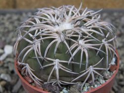 Gymnocalycium spegazzinii punillaense Tom 06-81/1 El Obelisco, pot 6,5 cm - 12410446