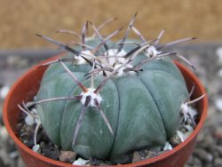 Echinocactus horizonthalonius KMR 22 Entroque Huizache, pot 5,5 cm - 12410448