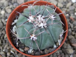 Echinocactus horizonthalonius KMR 22 Entroque Huizache, pot 5,5 cm