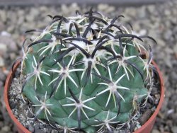 Coryphantha tripugionacantha PP1012 Tepetatita Zac. pot 6,5 cm - 12410450