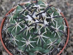 Coryphantha tripugionacantha PP1012 Tepetatita Zac. pot 6,5 cm