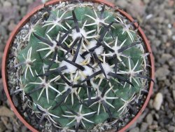 Coryphantha tripugionacantha PP1012 Tepetatita Zac. pot 6,5 cm - 12410452