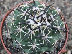 Coryphantha tripugionacantha PP1012 Tepetatita Zac. pot 6,5 cm - 12410453