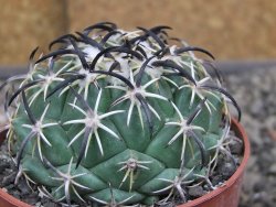 Coryphantha tripugionacantha PP1012 Tepetatita Zac. pot 6,5 cm - 12410454