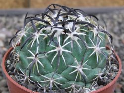 Coryphantha tripugionacantha PP1012 Tepetatita Zac. pot 6,5 cm - 12410455