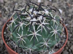 Coryphantha tripugionacantha PP1012 Tepetatita Zac. pot 6,5 cm - 12410456