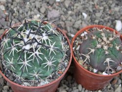 Coryphantha tripugionacantha PP1012 Tepetatita Zac. pot 6,5 cm - 12410458