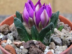 Ariocarpus scapharostrus Rayones, pot 5,5 cm - 12410460