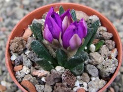 Ariocarpus scapharostrus Rayones, pot 5,5 cm - 12410461