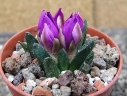 Ariocarpus scapharostrus Rayones, pot 5,5 cm - 12410463