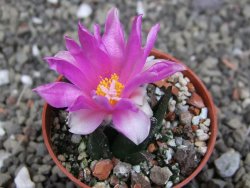 Ariocarpus bravoanus El Ňuňez pot 5,5 cm - 12410465