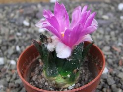 Ariocarpus bravoanus El Ňuňez pot 5,5 cm - 12410467