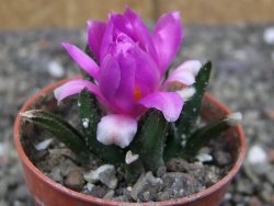 Ariocarpus bravoanus El Ňuňez pot 5,5 cm