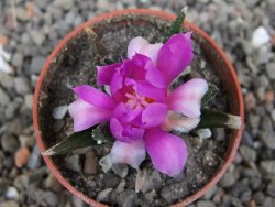 Ariocarpus bravoanus El Ňuňez pot 5,5 cm - 12410470