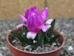 Ariocarpus bravoanus El Ňuňez pot 5,5 cm - 12410471