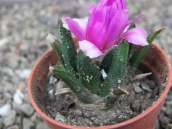 Ariocarpus bravoanus El Ňuňez pot 5,5 cm - 12410472